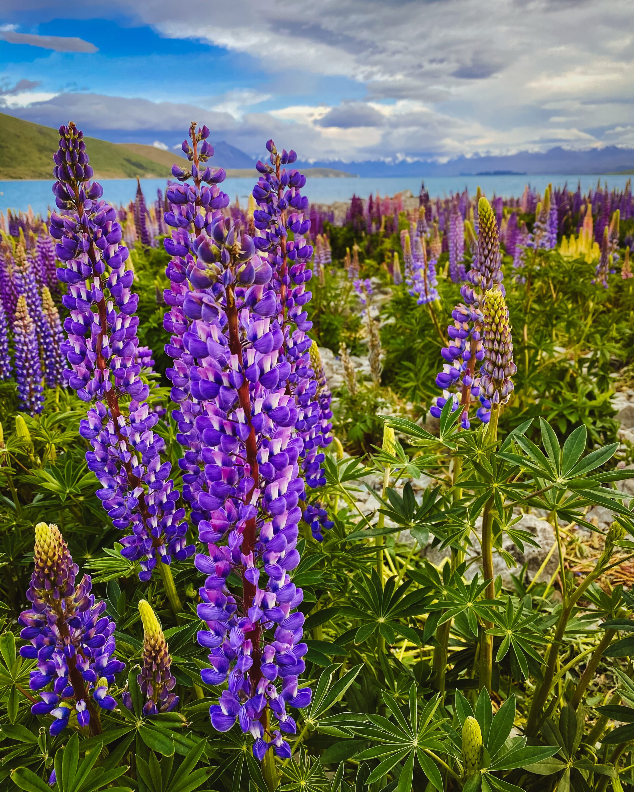 The Ultimate Guide for Seeing Lupins in New Zealand - Well Read